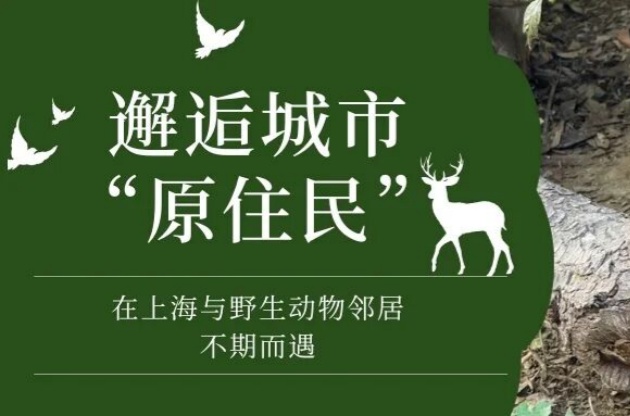 邂逅城市“原住民”|在上海，與我們的野生動(dòng)物鄰居不期而遇